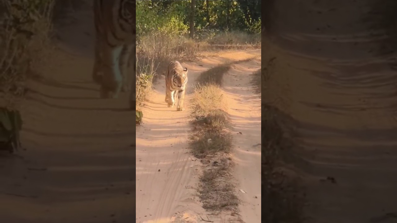 Sanjay National park dubri sidhi 
