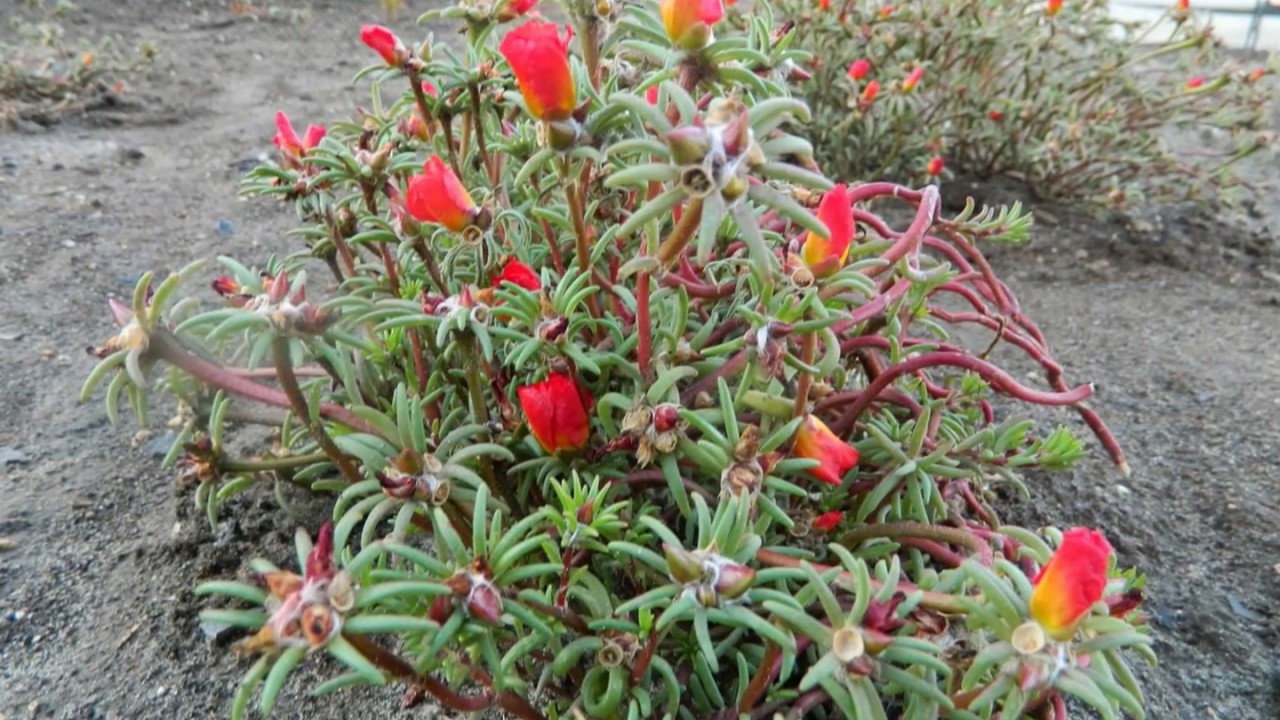 Марфо-Мариинский Воскресенский женский монастырь.