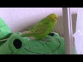 おしゃべりインコのピッピがつぶやく！