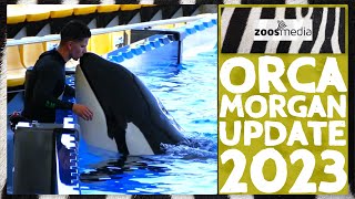 How is ORCA MORGAN doing at Loro Parque? | zoos.media