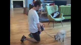 Canine Training at WeWork Bryant Park by Pooch Pals 104 views 10 years ago 49 seconds