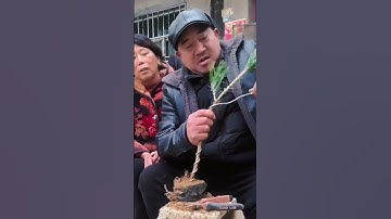 Bonsai master bends baby tree #shorts #fyp