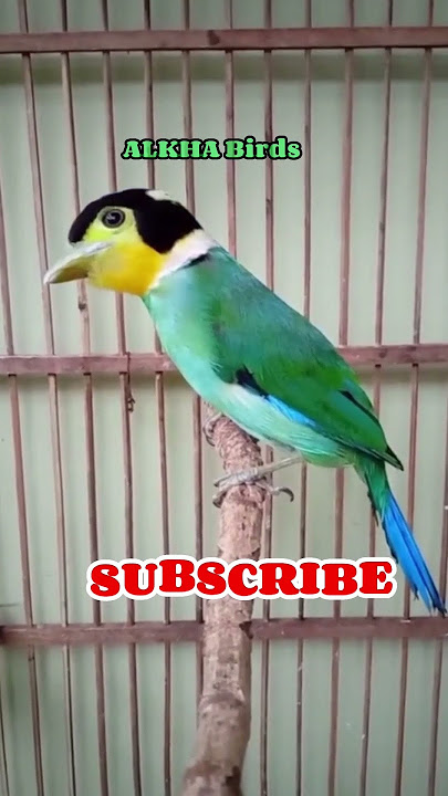 BURUNG MADI INJAP #lucu #burung #shorts #cute
