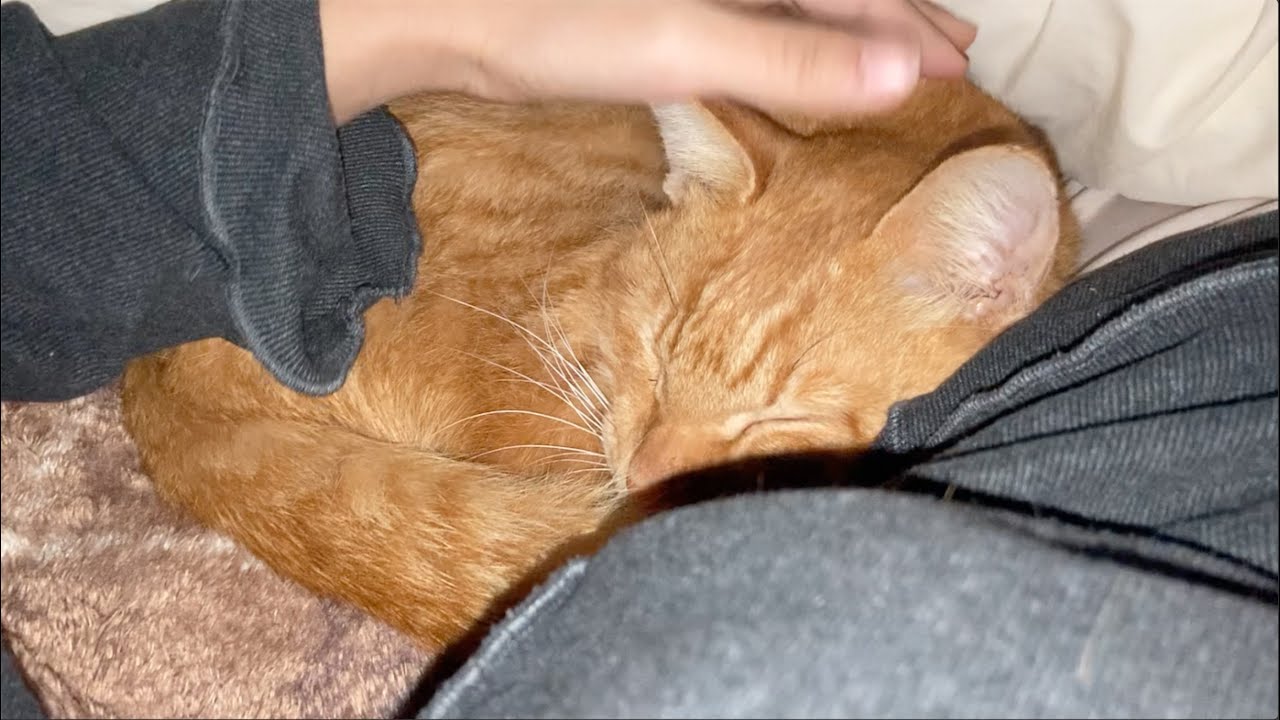 シャイな子と仲良くなりたい甘えん坊の野良の子