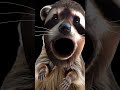 #funny #raccoon