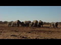 Les lphants du parc etosha en namibie