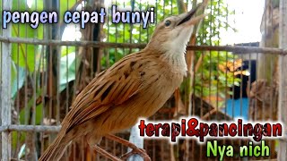 cucak koreng cepat bunyi langsung terapi dan pancingannya ini.