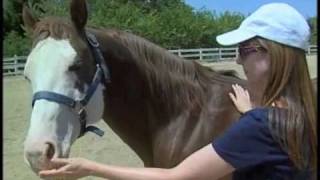 Healing Quest: Reiki For Animals