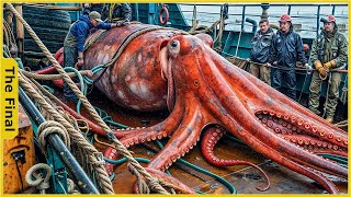 How Fishermen Catch Thousands of Giant Squid and Cutting in the Factory | Food Factory