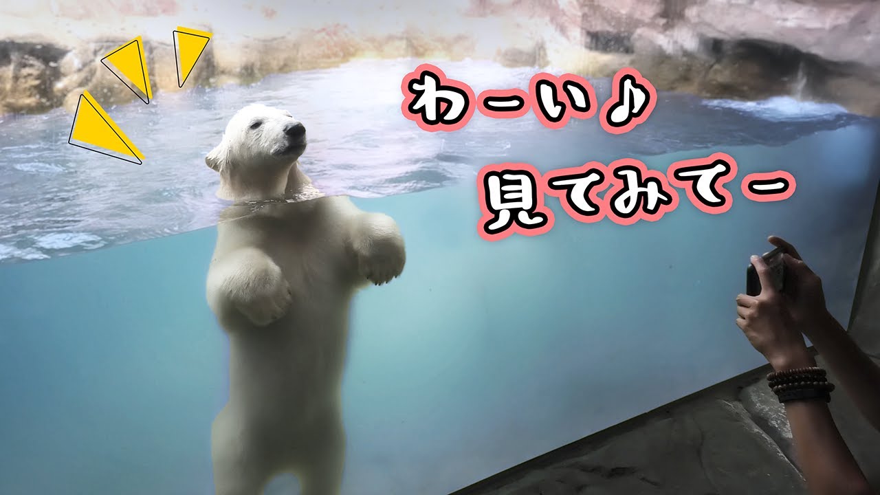 うみ そら ポーラ カイ 赤ちゃん 八木山動物公園｜Polar bear
