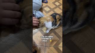 Me faltó escuchar el consejo ❤️❤️#humor #mishi #sonido #carros #pets