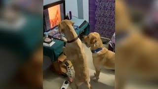 Dogs Barking video watching kio and bella after they Barking kio&Bella Labrador reaction by Kio And Bella 1,935 views 1 year ago 4 minutes, 23 seconds