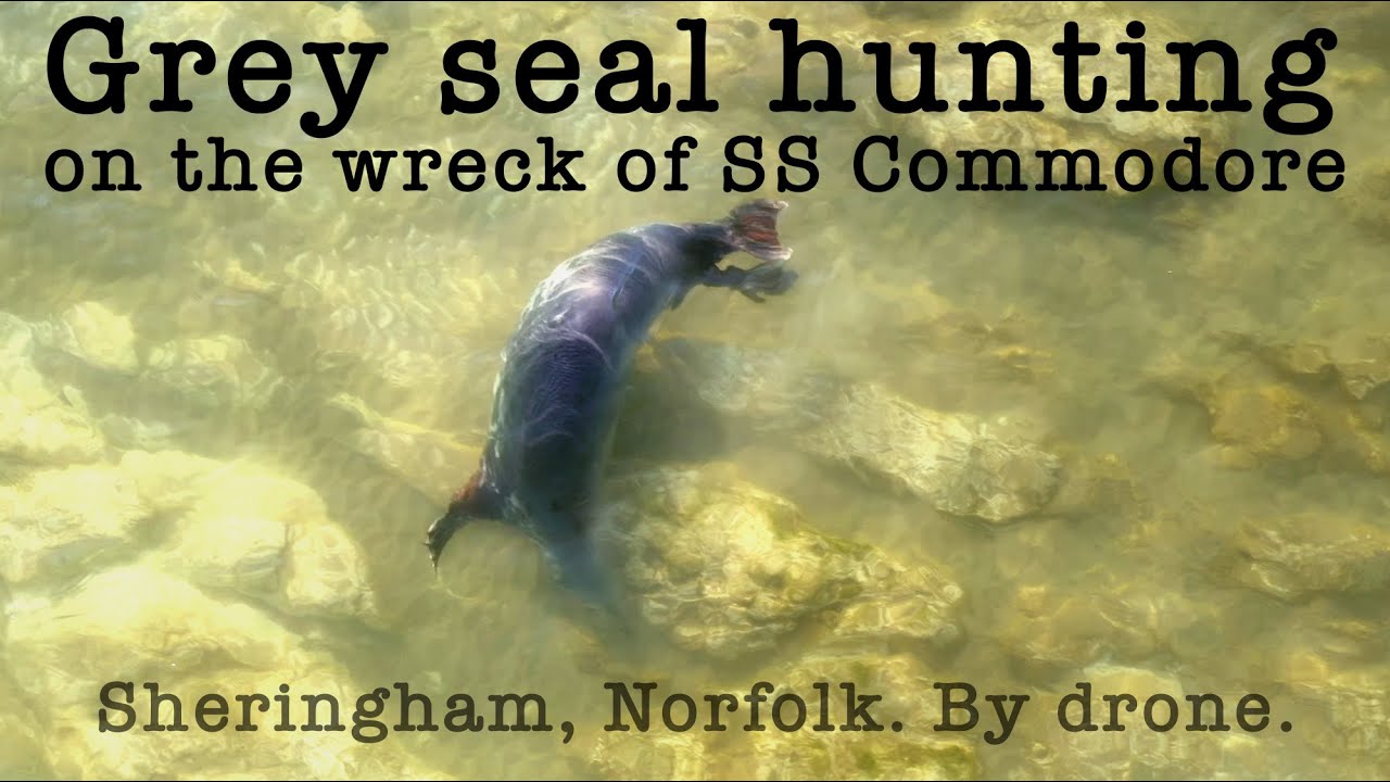 A grey seal joins a snorkeller on the wreck of the SS Commodore at Sheringham, Norfolk.