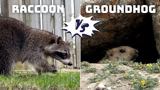 Move Over Groundhog: Raccoon's Time to Shine in Weather Forecasting! by Gates Wildlife Control 3,558 views 2 months ago 2 minutes, 5 seconds