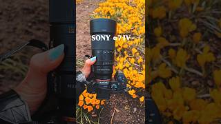 My macro photography setup and my photosSony a7 IV & Sony FE 100mm F2.8 Macro GM OSS - my go-to
