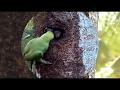 Parrot nest video   30  03  2020