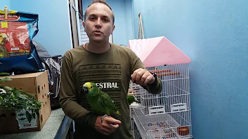 Como preparar a papinha para filhote de papagaio?