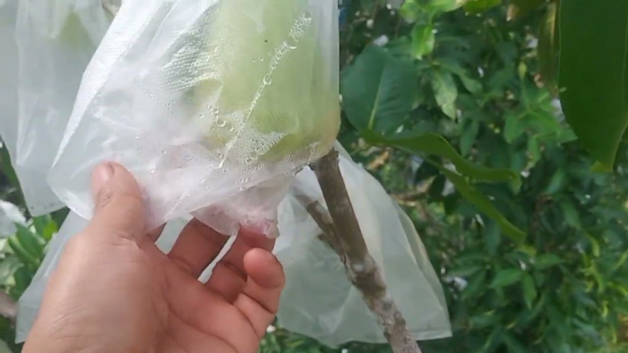 harga jambu air selangit diterima tengkulak