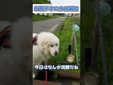 お散歩中の水分補給💙 #グレートピレニーズ #超大型犬 #レン #まったり #のんびり #散歩 #Shorts