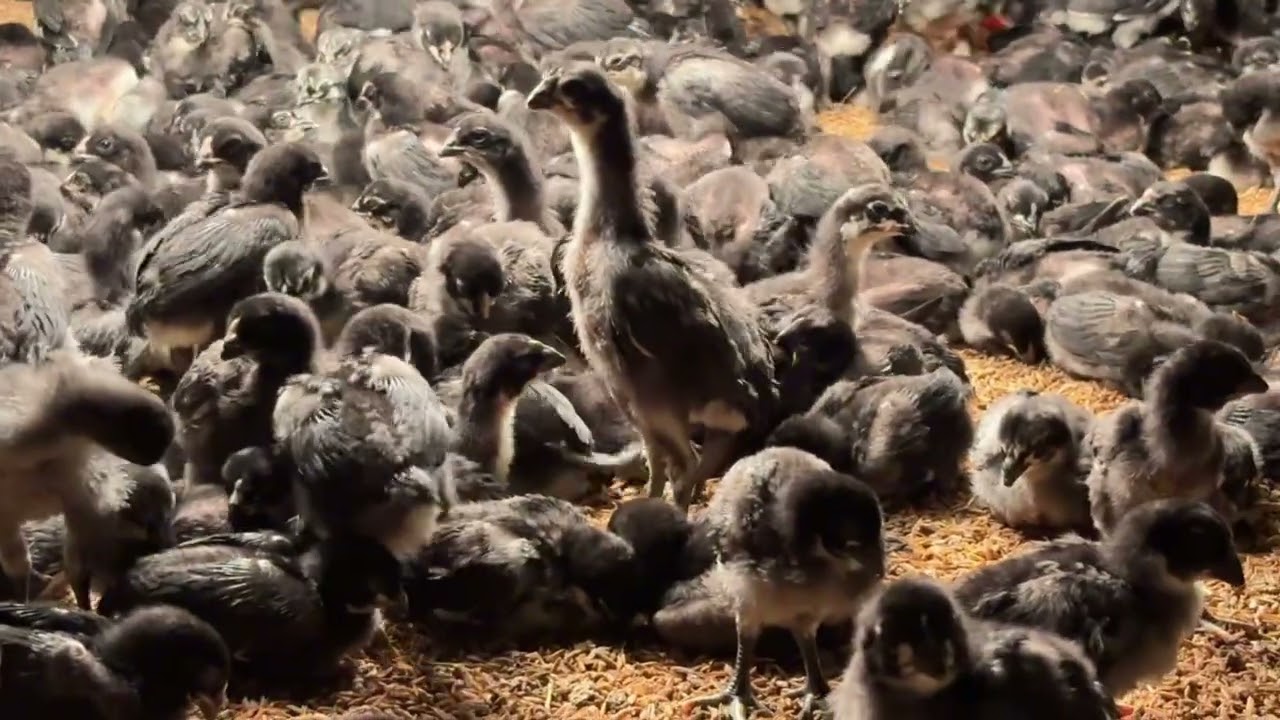 ลูกไก่ประดู่หางดำ มข 55 : พิชญ์ชานนฟาร์ม