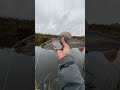 Хариус в конце октября🔥🔥. #fishing #ловляхариуса #рыбалка #хариус #flying #flyfishing #trout