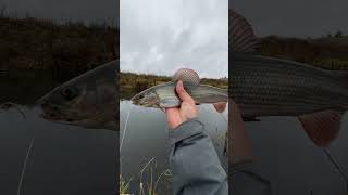 Хариус в конце октября🔥🔥. #fishing #ловляхариуса #рыбалка #хариус #flying #flyfishing #trout