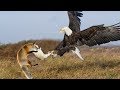 Amazing eagle save mallard duck from fox hunting  fox hunting failed