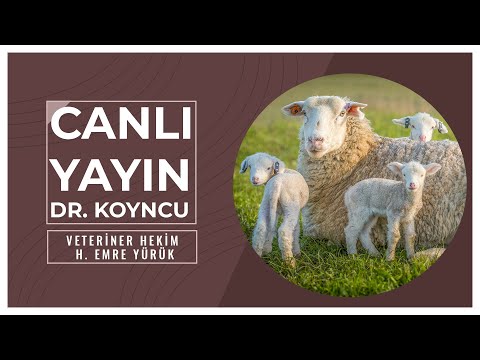 Video: Ameliyat Olmadan, Bir Balık Kancasını Yuttu Bir Köpek Nasıl Kurtarılır