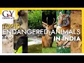 Top 10 Endangered Animals in India | Endangered Species