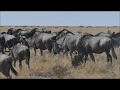 Etosha National Park (Namibia) 2017 - Our Wildlife Highlights in HD documentary