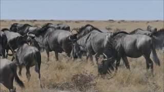 Etosha National Park (Namibia) 2017 - Our Wildlife Highlights in HD documentary