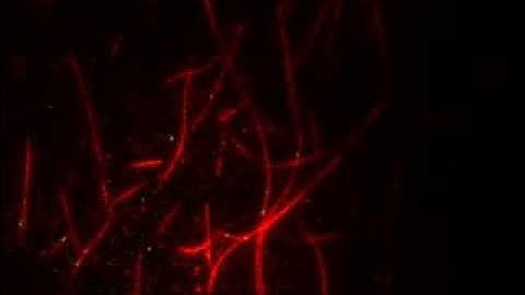 in vitro Single Molecule Motility Assay