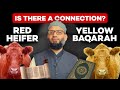 Red heifers and the sura baqara connection  fact or fiction