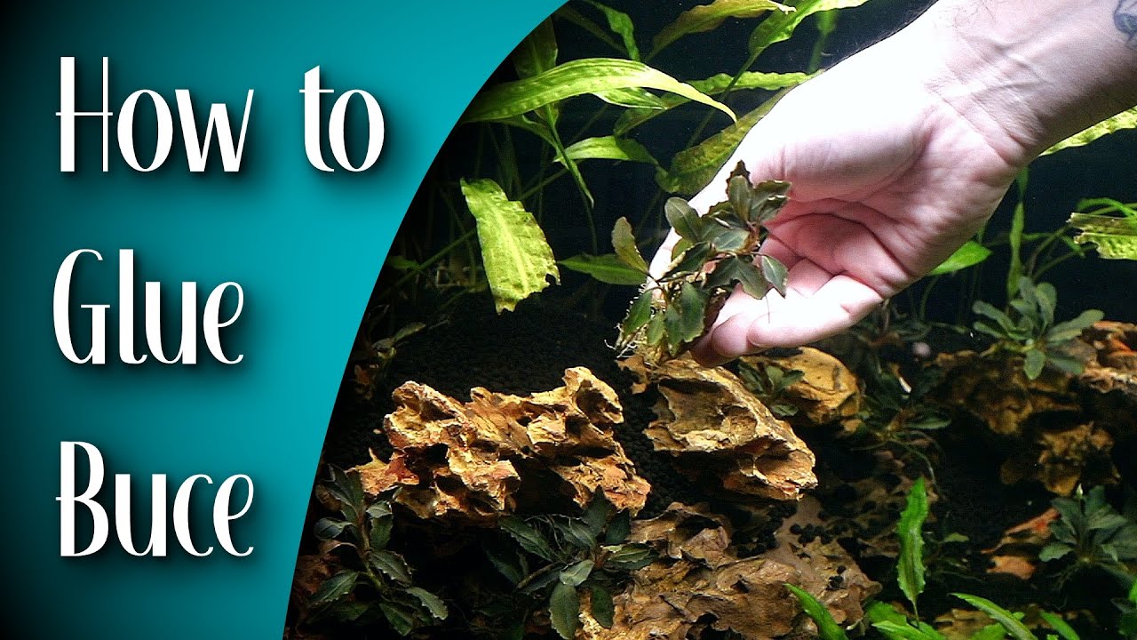 Bucephalandra Aquascape: How to - YouTube