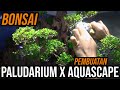 Proses Pembuatan Paludarium X Aquascape Tema Bonsai