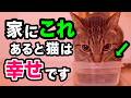幸せな猫が暮らす家に必ずあるもの8選を獣医師が解説します