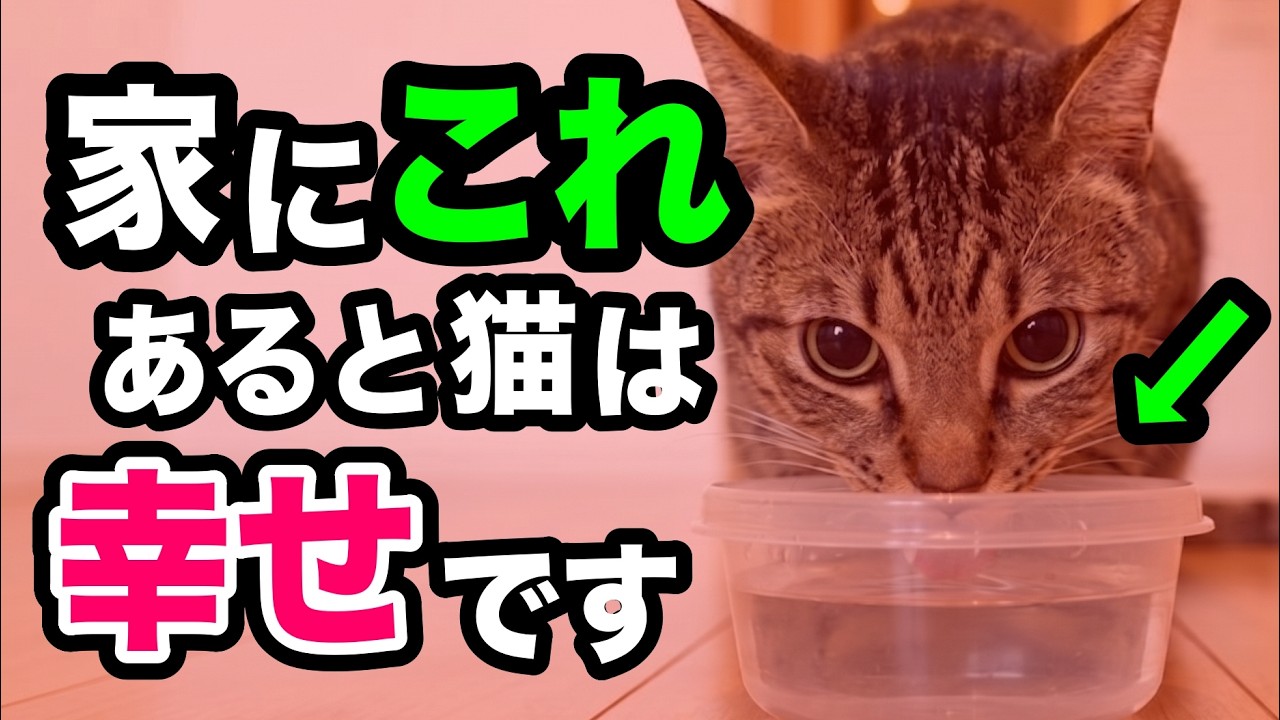 幸せな猫が暮らす家に必ずあるもの8選を獣医師が解説します