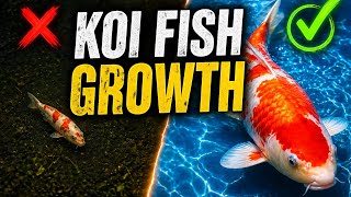 Koi Fish Not Growing? Here’s What You’re Doing Wrong