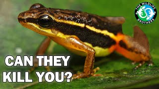 The WEIRD Way Poison Dart Frogs Make Their Poison