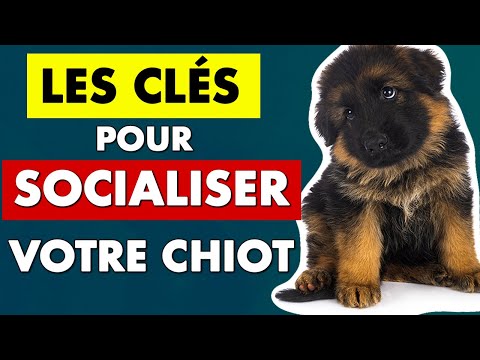 Vidéo: Que Se Passe-t-il Après La Phase De Socialisation Du Chiot – Socialiser Le Chiot