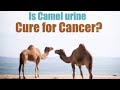 BENEFITS OF CAMEL FLUID 🐪😋