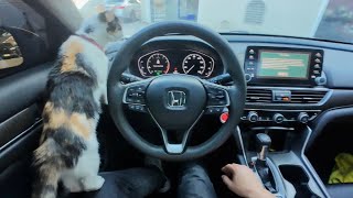 2018 Honda Accord Ex Asmr Relaxing Pov Baby Cat Test Drive