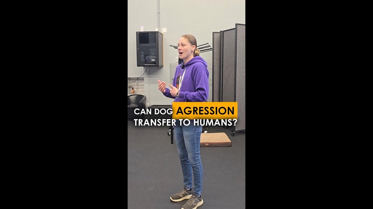 Transfer Aggression Can Dog Aggression Transfer to Humans? - YouTube