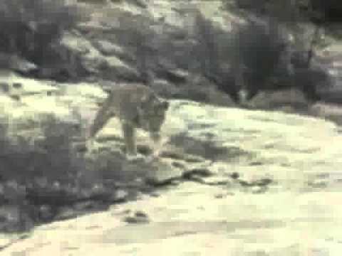 ლომი და ორი მეგობარი.flv