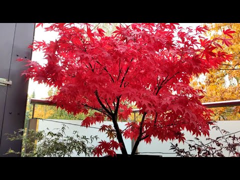 Japanese Maples - Autumn Colors - Acer Palmatum Osakazuki And Others