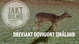 Lyckad Drevjakt, Dovhjort Ekesås 2023