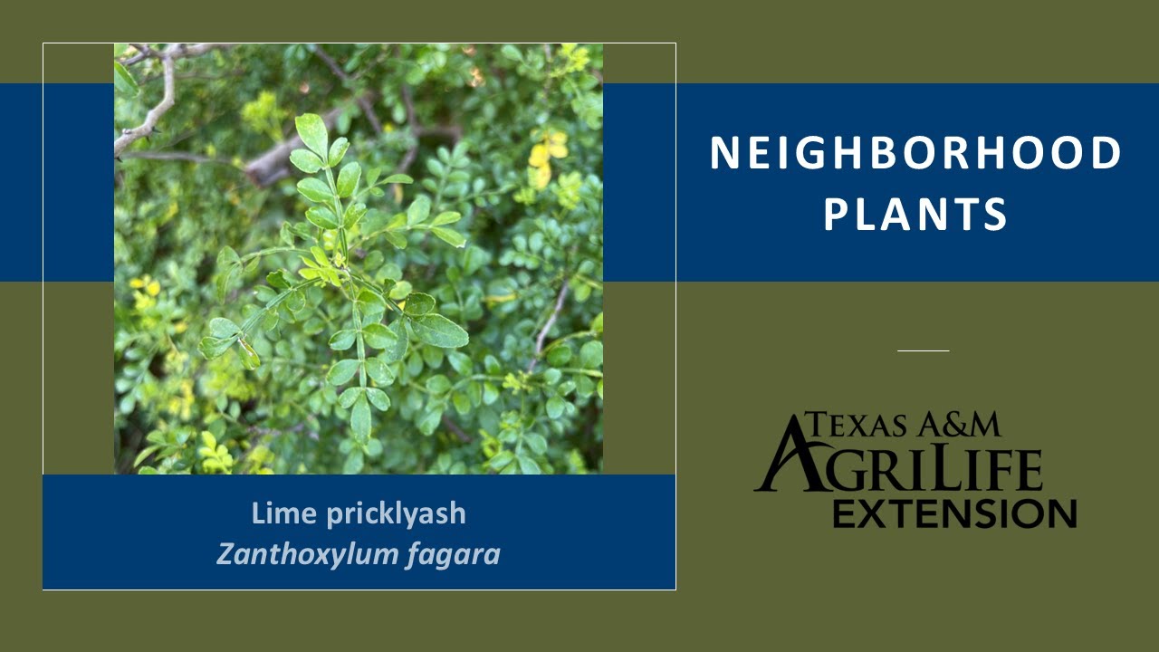Neighborhood Plants: Lime Pricklyash