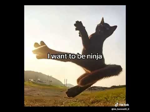 I Want To Be Ninja Cat Meme Cat Funny