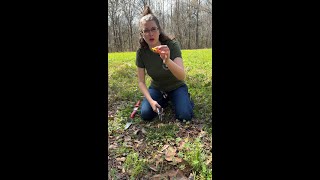 Foraging, Processing and Cooking Dandelions