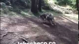 Perro Lobo Checoslovaco en Bolivia